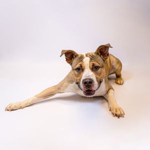 Pen 159 Mcallister Pit Bull Terrier Dog