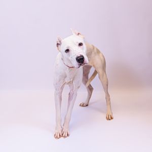 Primary Color White Weight 42lbs Age 3yrs 2mths 3wks Animal has been Spayed