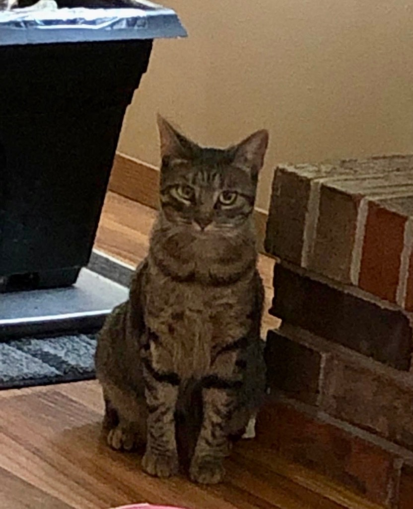 Spaz