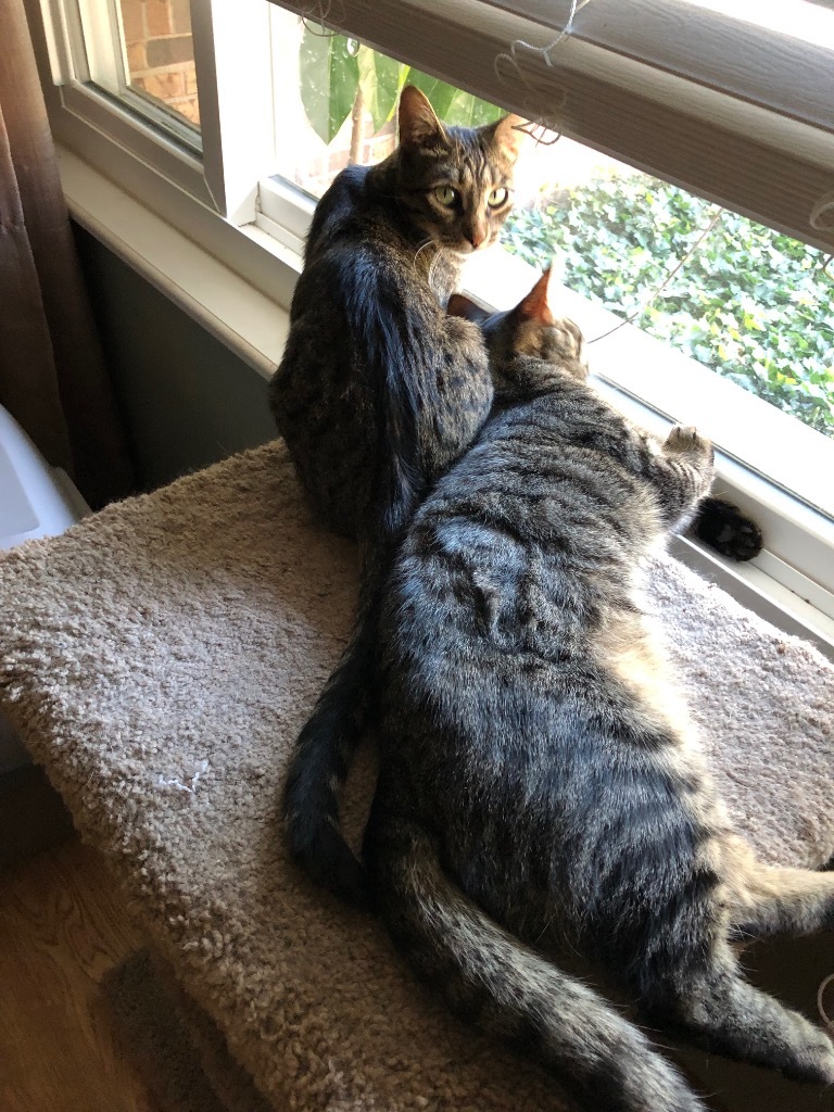 Spaz