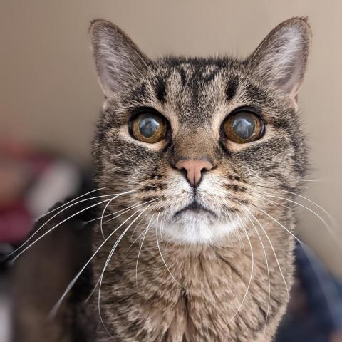 Minnie, an adoptable Domestic Short Hair in Morrison, CO, 80465 | Photo Image 1