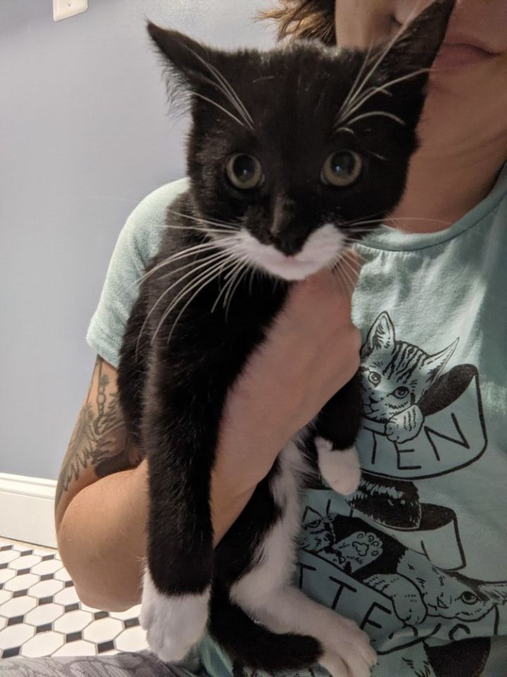 Clark BONDED PAIR with Rita *Featured at Petco in Columbia, MD* 6