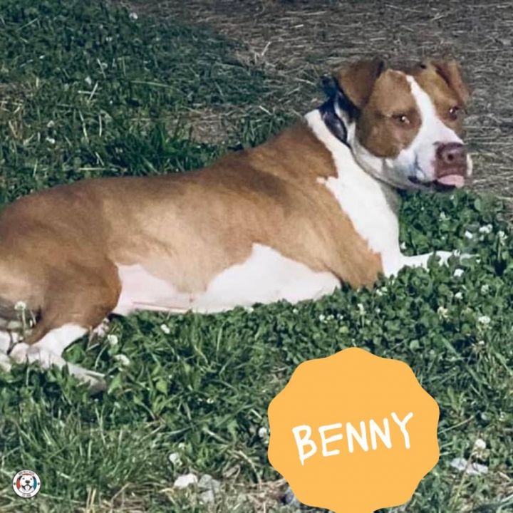 Benny 6