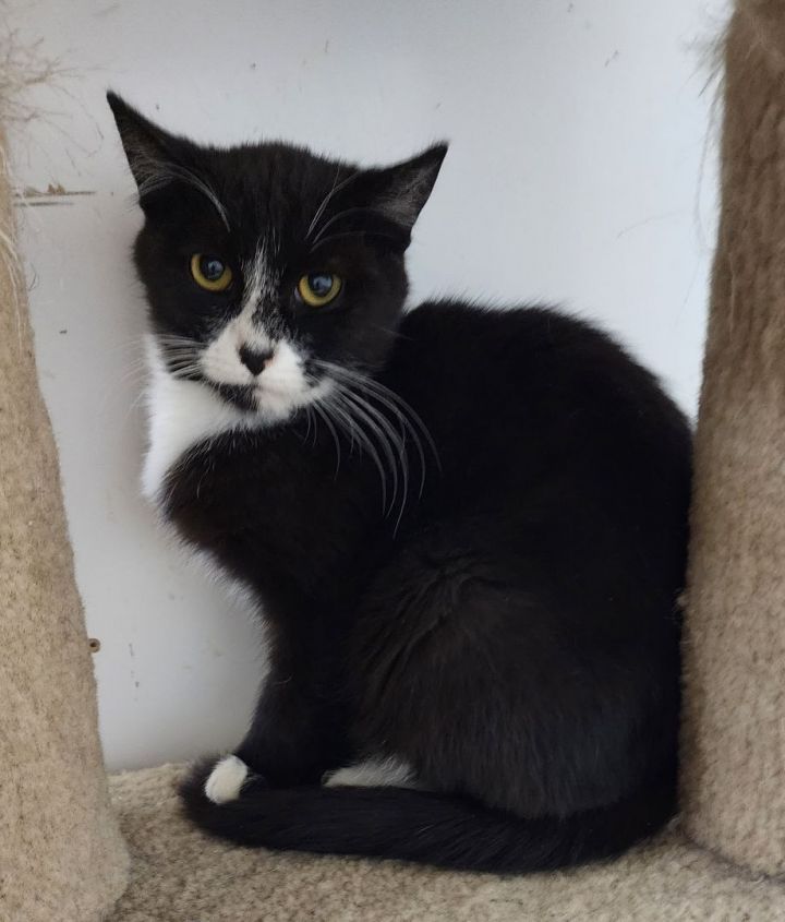 Kasey  *Polydactol*  * Working Barn Cat*, an adoptable Tuxedo Mix in Billings, MT_image-2