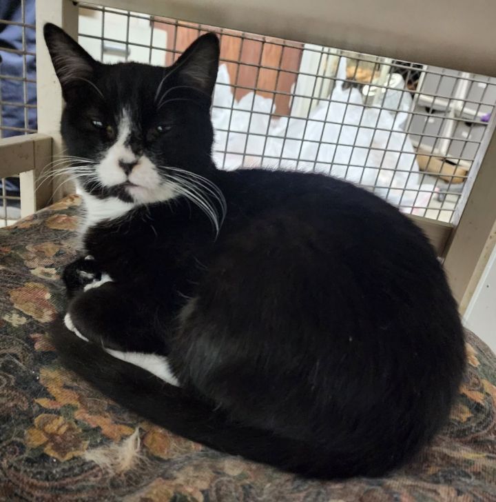 Kasey  *Polydactol*  * Working Barn Cat*, an adoptable Tuxedo Mix in Billings, MT_image-1