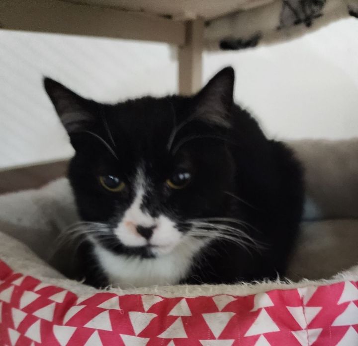 Kasey  *Polydactol*  * Working Barn Cat*, an adoptable Tuxedo Mix in Billings, MT_image-3