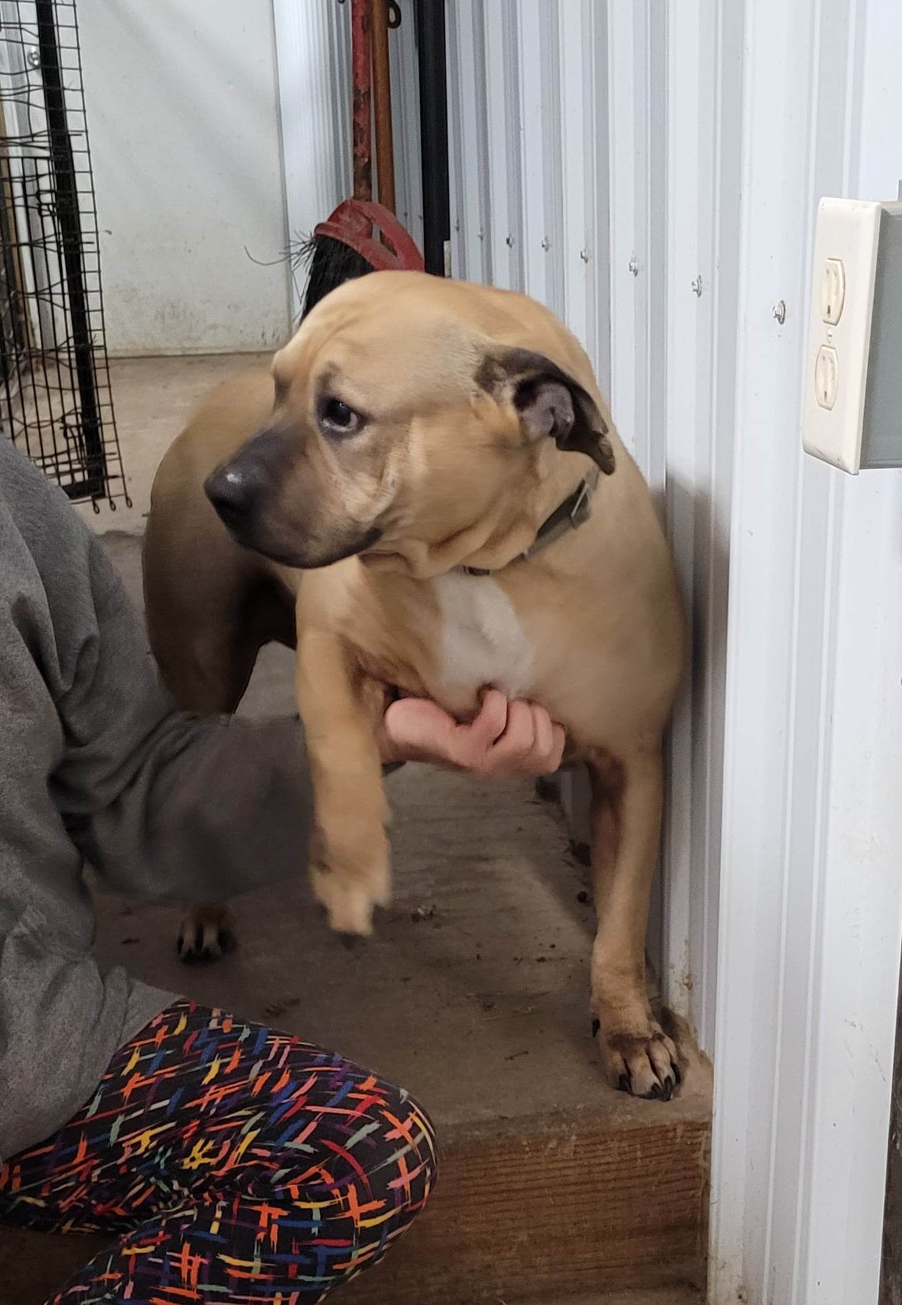 Gigi, an adoptable Mastiff in Poland, IN, 47868 | Photo Image 1