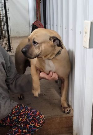 Gigi, Adult Female Mastiff