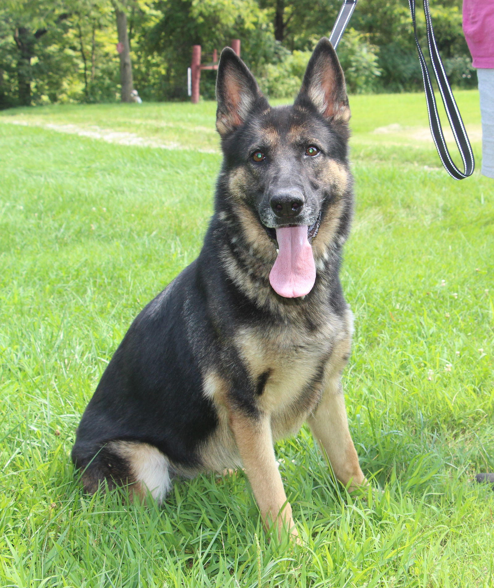 Beautiful, an adoptable German Shepherd Dog in Poland, IN, 47868 | Photo Image 1