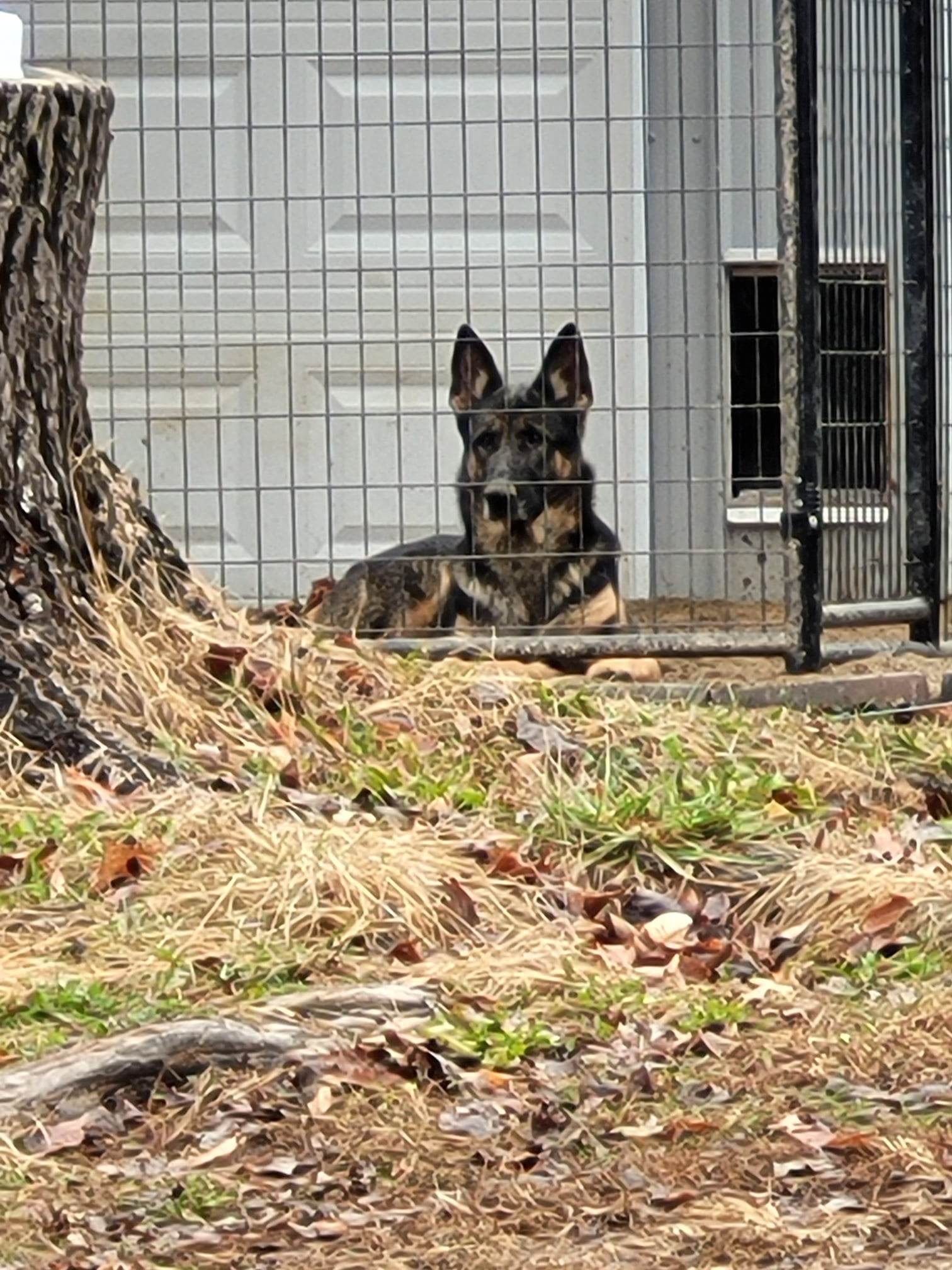 Beautiful, an adoptable German Shepherd Dog in Poland, IN, 47868 | Photo Image 2