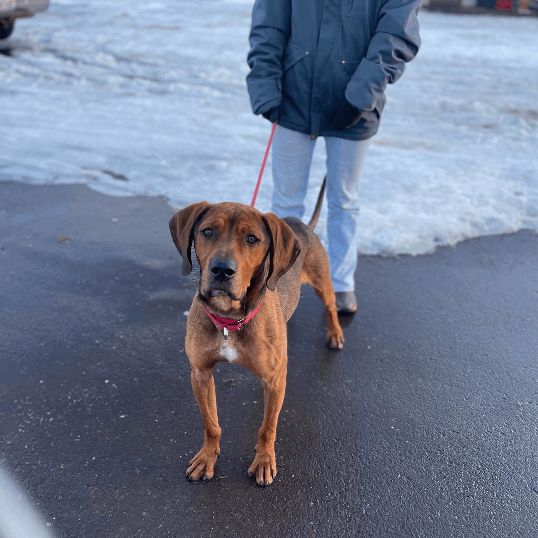 DAN, an adoptable Hound in Ironwood, MI, 49938 | Photo Image 1