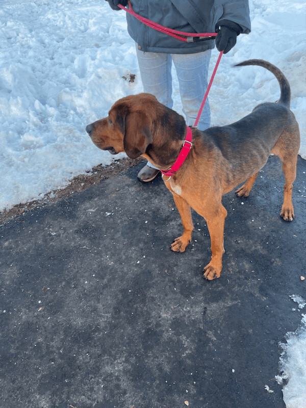 DAN, an adoptable Hound in Ironwood, MI, 49938 | Photo Image 2