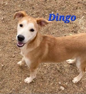 Dingo