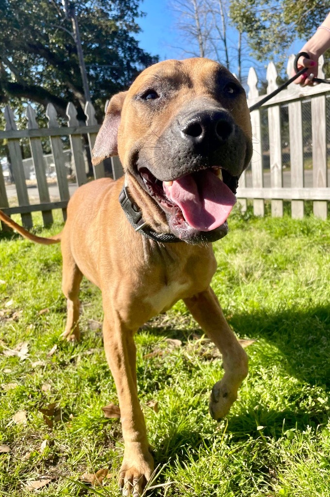 Nala 2