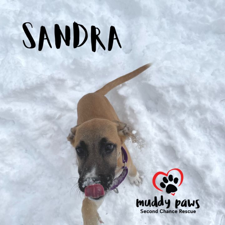 The Santa Clauses: Sandra, an adoptable German Shepherd Dog & Mastiff Mix in Council Bluffs, IA_image-5
