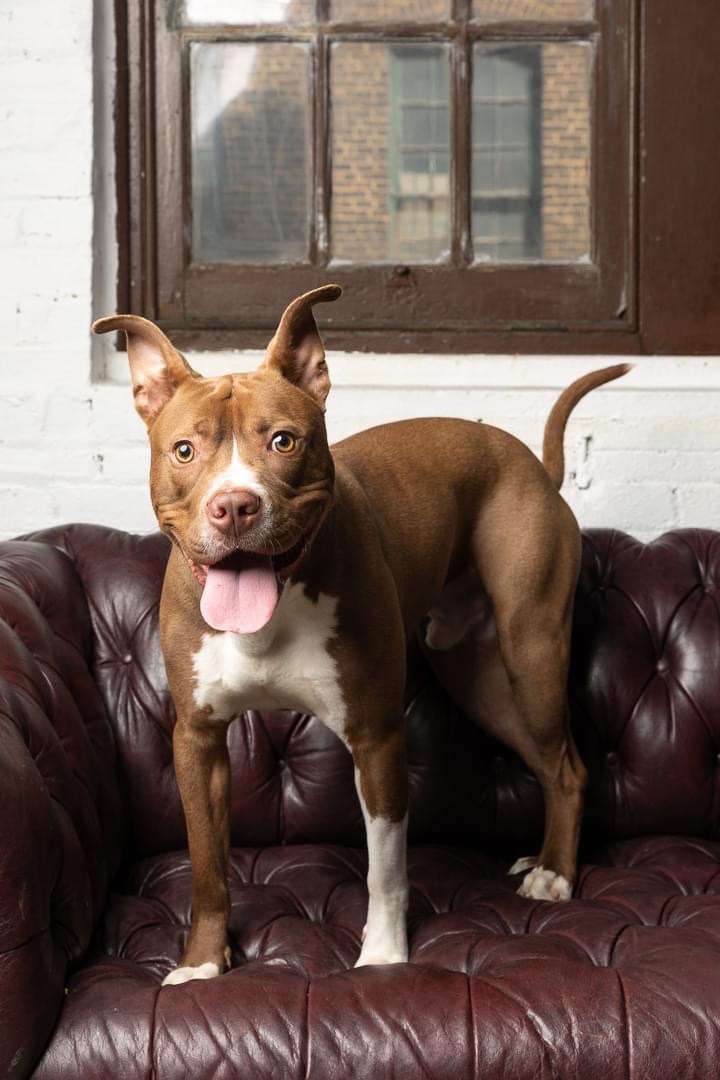 Dog for adoption - Jolt, a Terrier & Pit Bull Terrier Mix in Cleveland, OH  | Petfinder