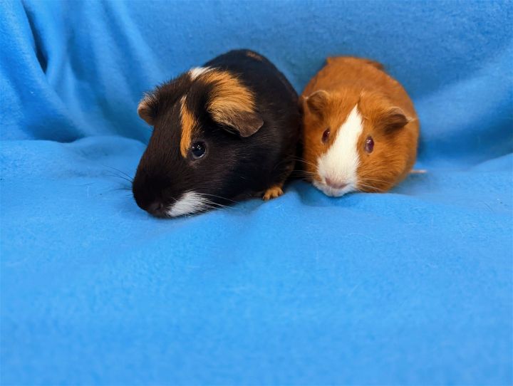 Garth & Jolene, an adoptable Guinea Pig in Baton Rouge, LA_image-3