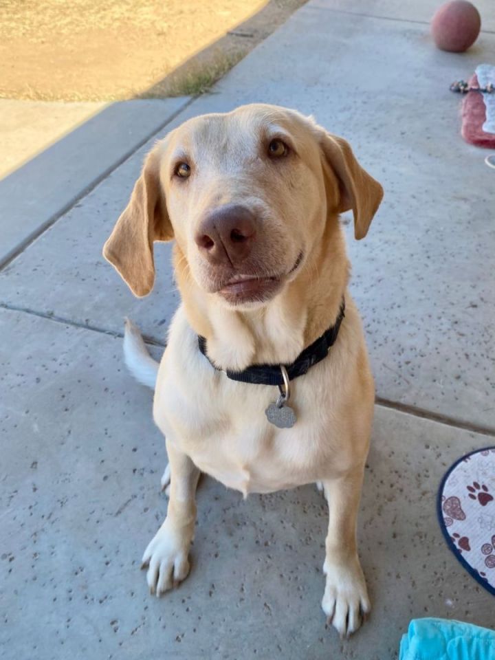 Yellow lab with pink nose and hot sale green eyes