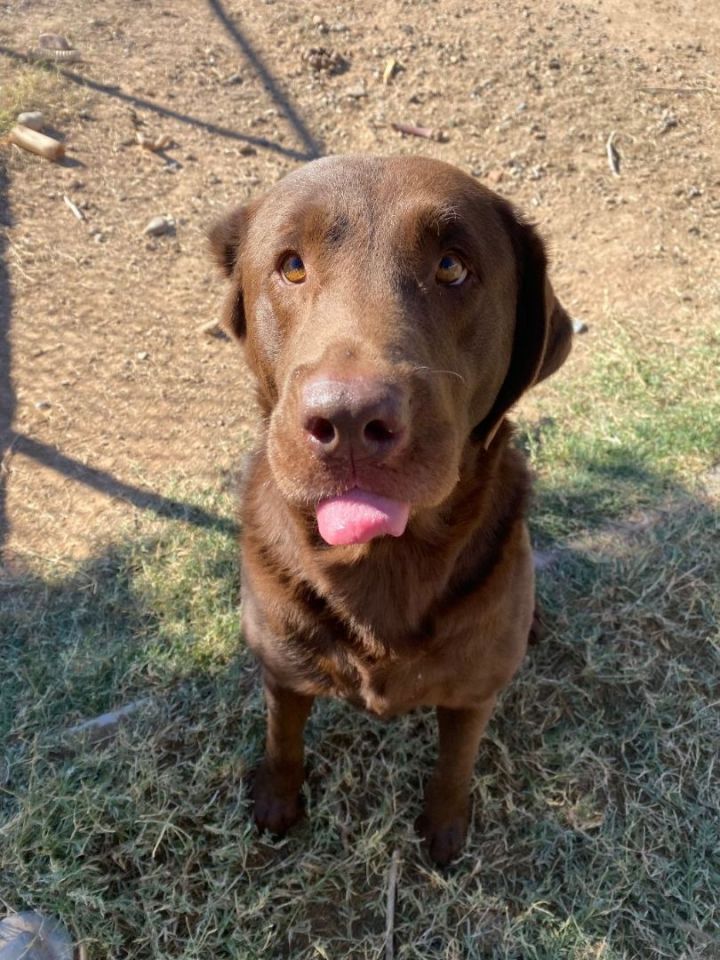 Chester (Bonded to Rosie), an adoptable Chocolate Labrador Retriever in Phoenix, AZ_image-1