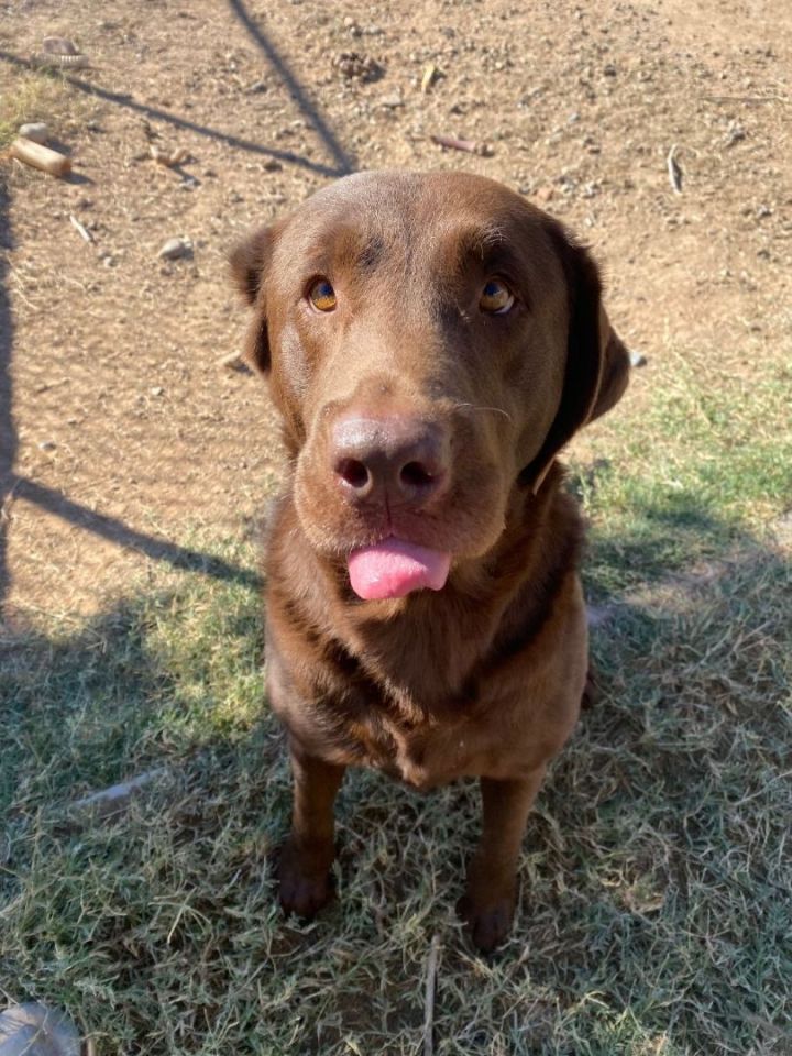 Chocolate lab for store adoption near me