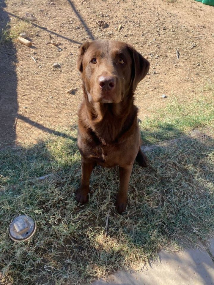 Chocolate cheap lab adoption