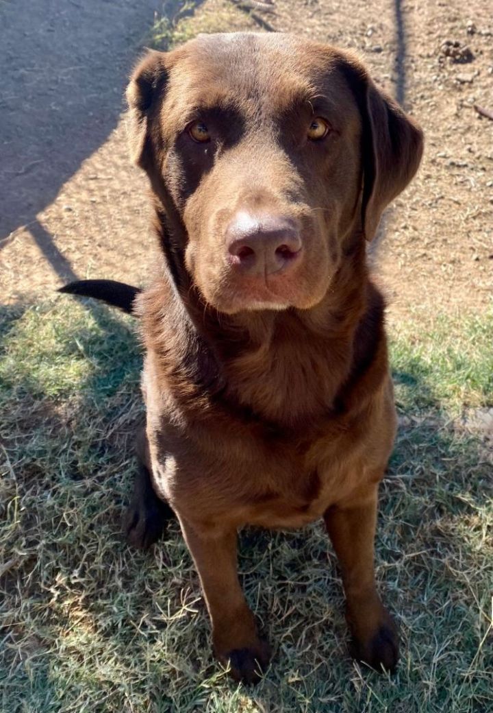 Chester (Bonded to Rosie) 3