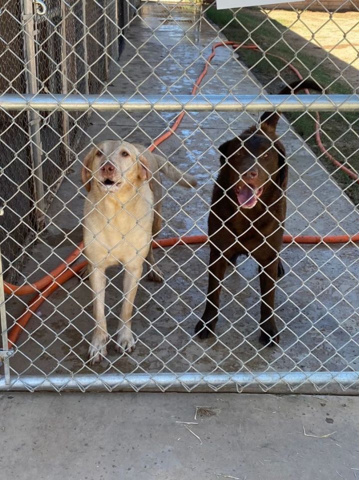 Chester (Bonded to Rosie) 4