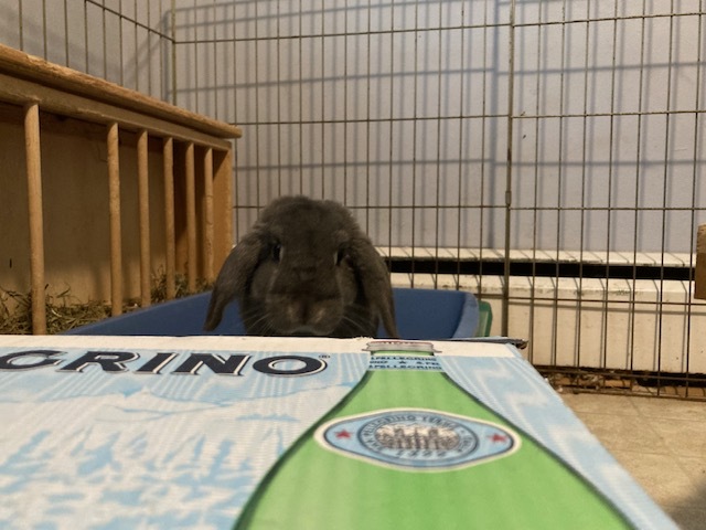 Archie, an adoptable Mini Lop in Baltimore, MD_image-3