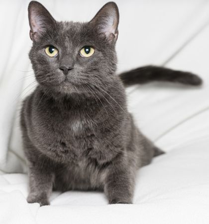 Millicent, an adoptable Domestic Short Hair Mix in Tinley Park, IL_image-1