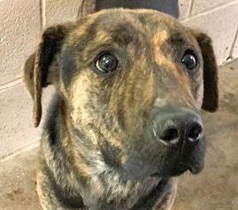 german shepherd plott hound mix