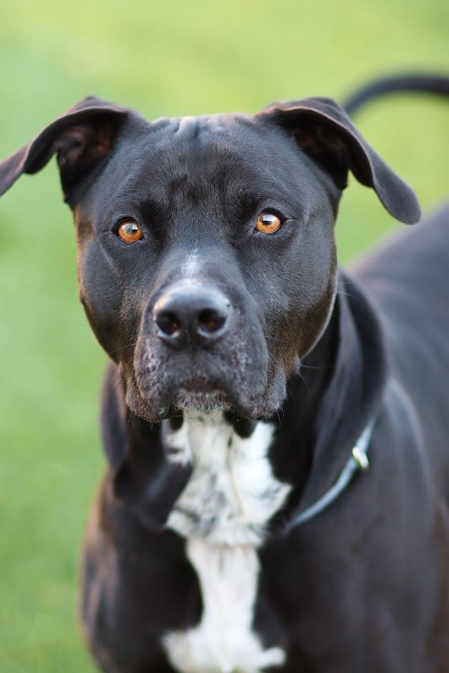 Burk, an adoptable Pit Bull Terrier & Labrador Retriever Mix in Eagle, ID_image-2