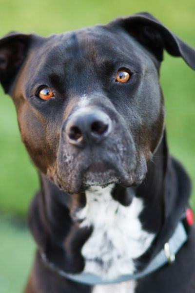 Burk, an adoptable Pit Bull Terrier & Labrador Retriever Mix in Eagle, ID_image-5
