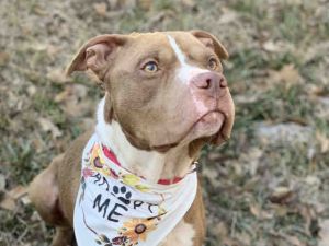 My name is Caleb and I am currenly being spoiled by my foster family I am - Crate trained -
