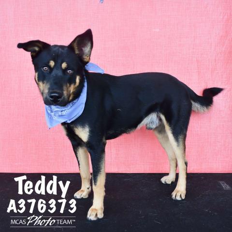 TEDDY, an adoptable German Shepherd Dog Mix in Conroe, TX_image-1