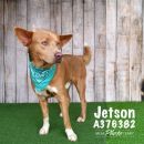 JETSON's profile on Petfinder.com