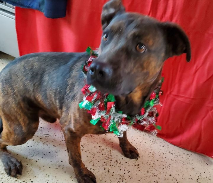 Dog for adoption Sam, a Pit Bull Terrier Mix in Walthill, NE Petfinder