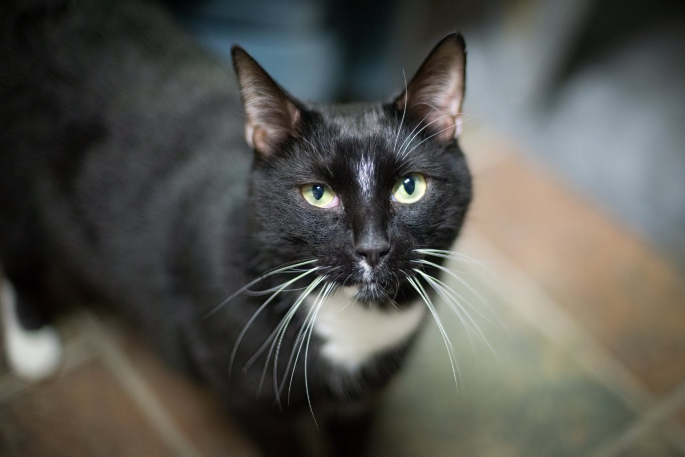 Jack Frost, an adoptable Domestic Short Hair in Stafford, VA, 22554 | Photo Image 1
