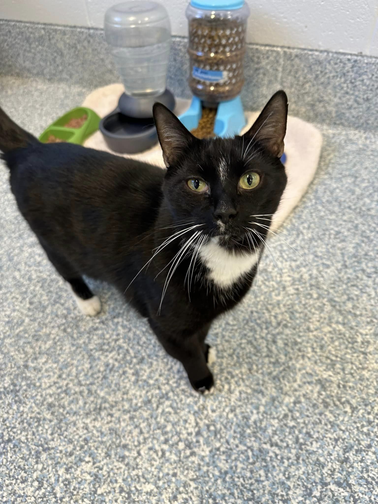 Jack Frost, an adoptable Domestic Short Hair in Stafford, VA, 22554 | Photo Image 2