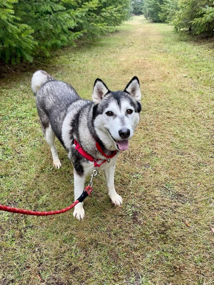 Twyla , an adoptable Husky in Portland, OR_image-3