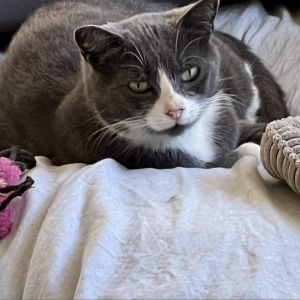 Socks is a handsome former community cat whose finderfeeder can no longer care for him He is looki