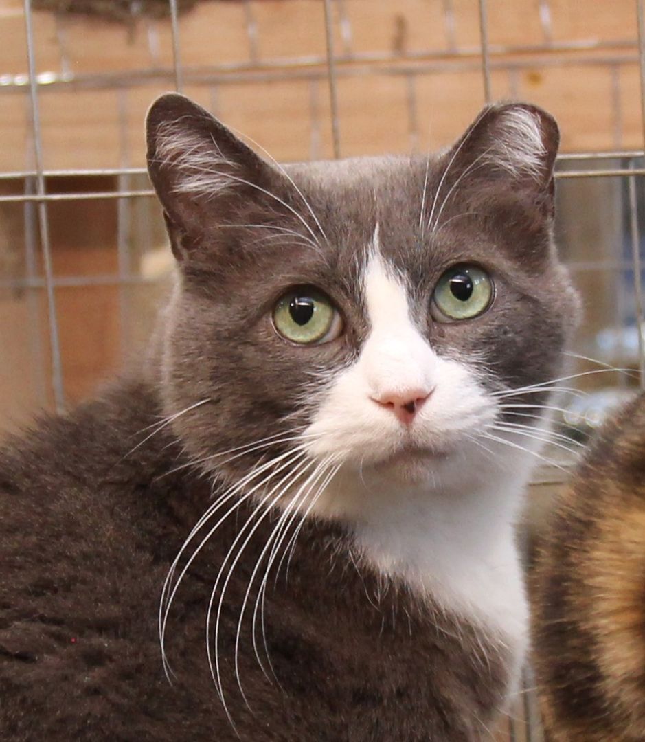 Gus, an adoptable Domestic Short Hair in Harrisville, UT, 84404 | Photo Image 1