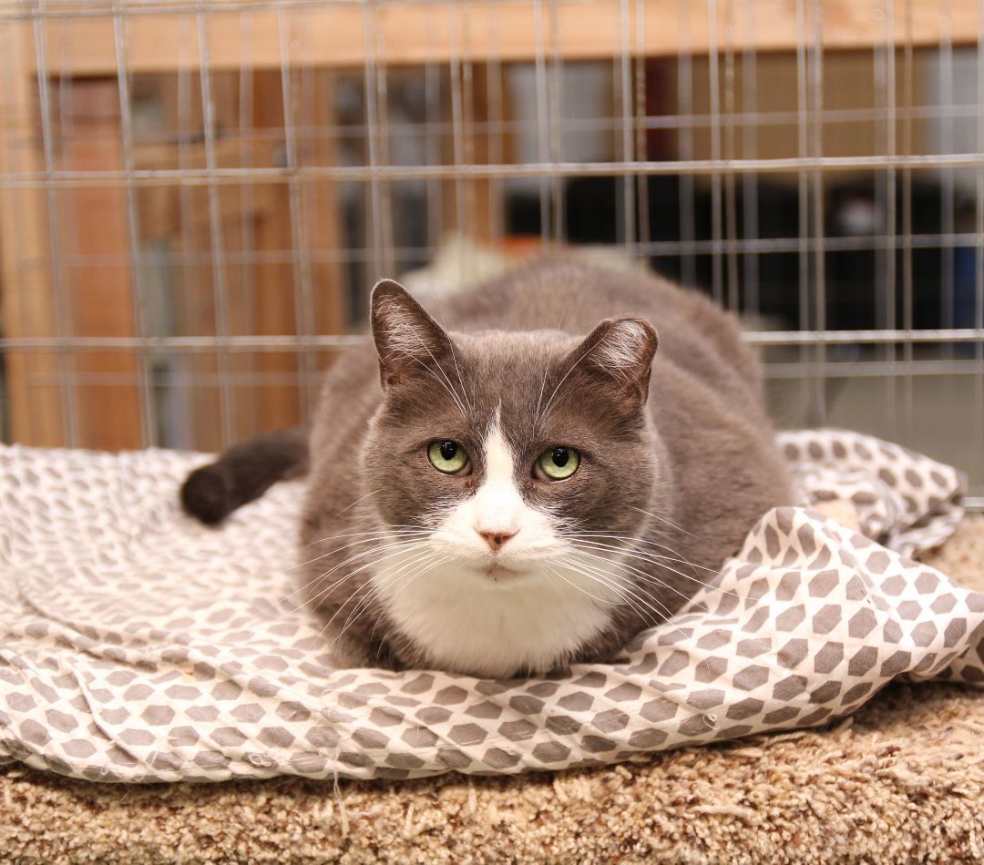 Gus, an adoptable Domestic Short Hair in Harrisville, UT, 84404 | Photo Image 3