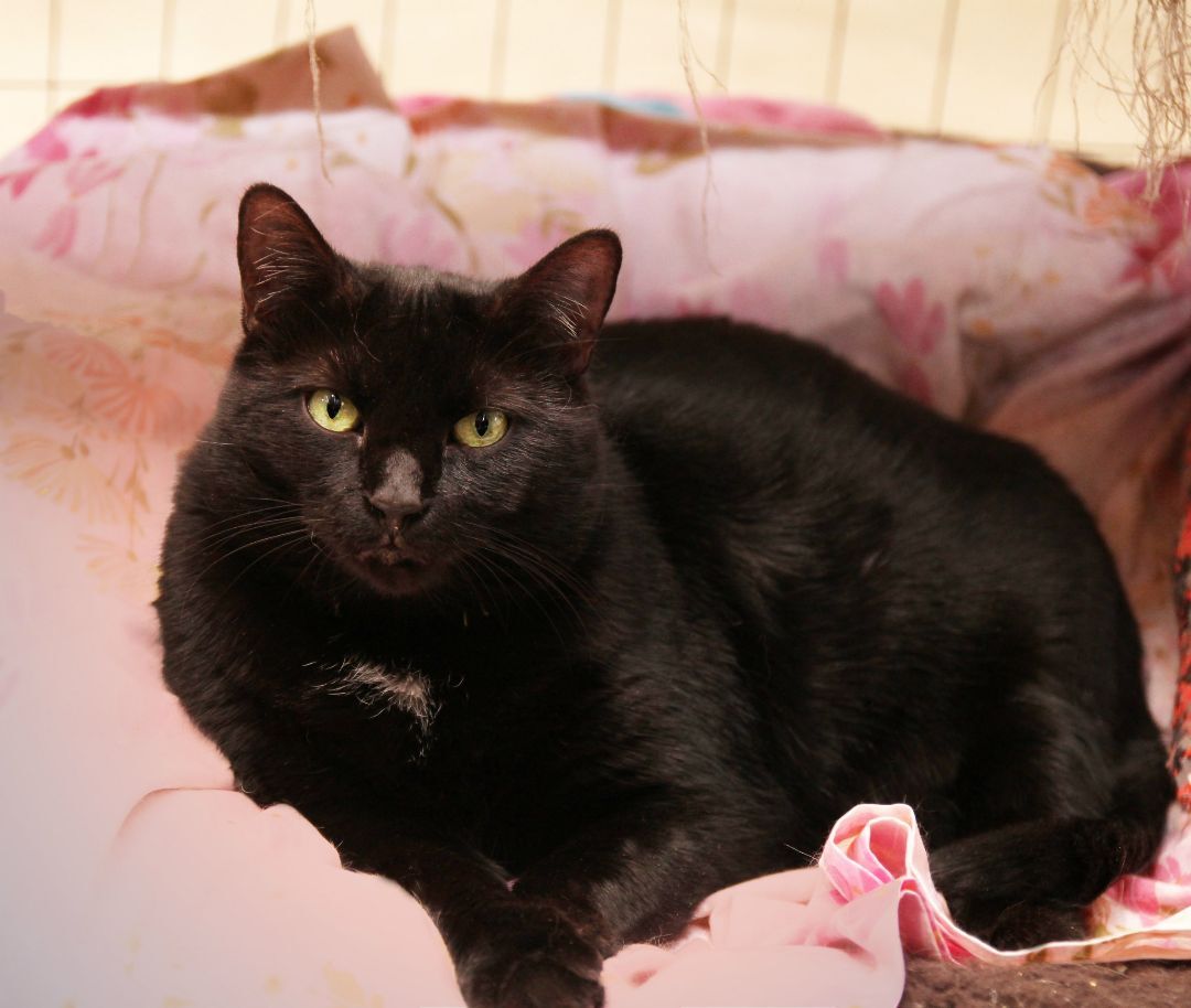 Midnight, an adoptable Domestic Short Hair in Harrisville, UT, 84404 | Photo Image 1