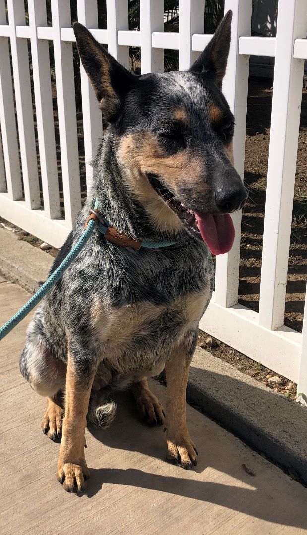 Queensland heeler for store adoption