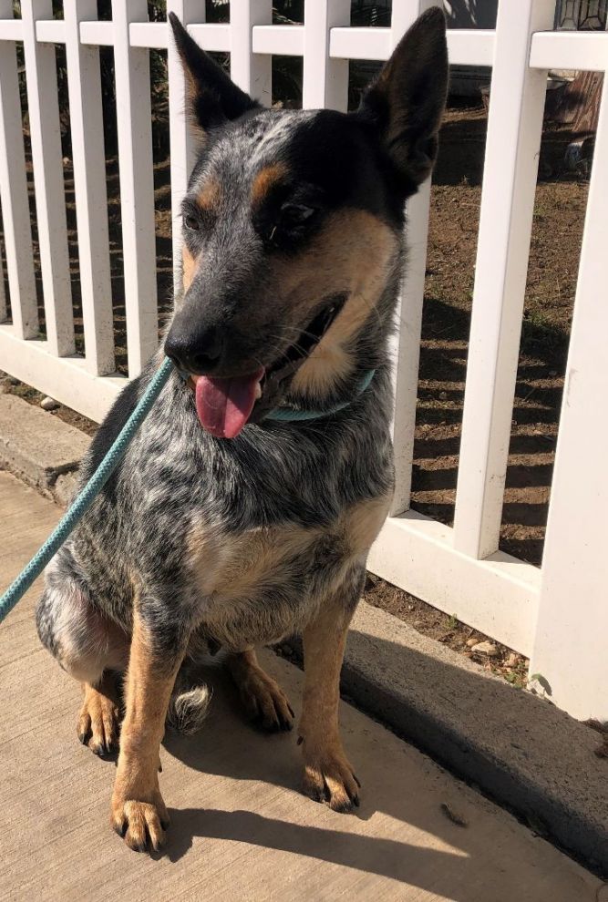 1 year store old blue heeler