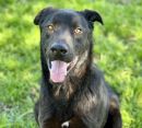 GRISWALD's profile on Petfinder.com