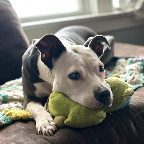 Dog for adoption - Jenny, a Terrier Mix in St. Louis, MO | Petfinder