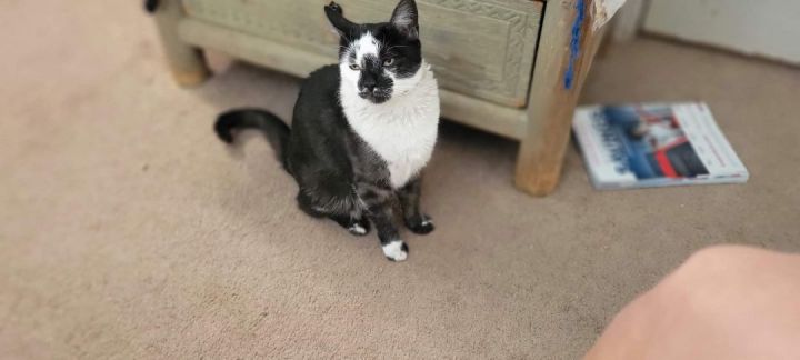 Titino, an adoptable Tuxedo Mix in Mission Viejo, CA_image-6