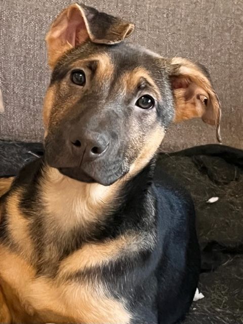 Olivia, an adopted German Shepherd Dog in Wakefield, RI_image-1