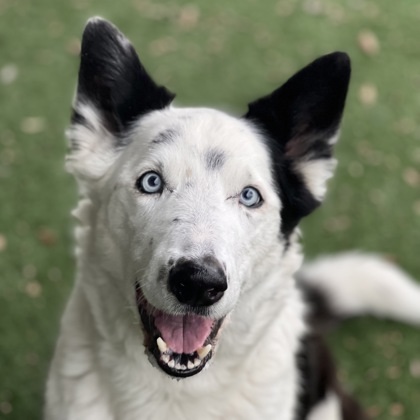 Bandit, an adoptable Border Collie in Sacramento, CA, 95828 | Photo Image 1